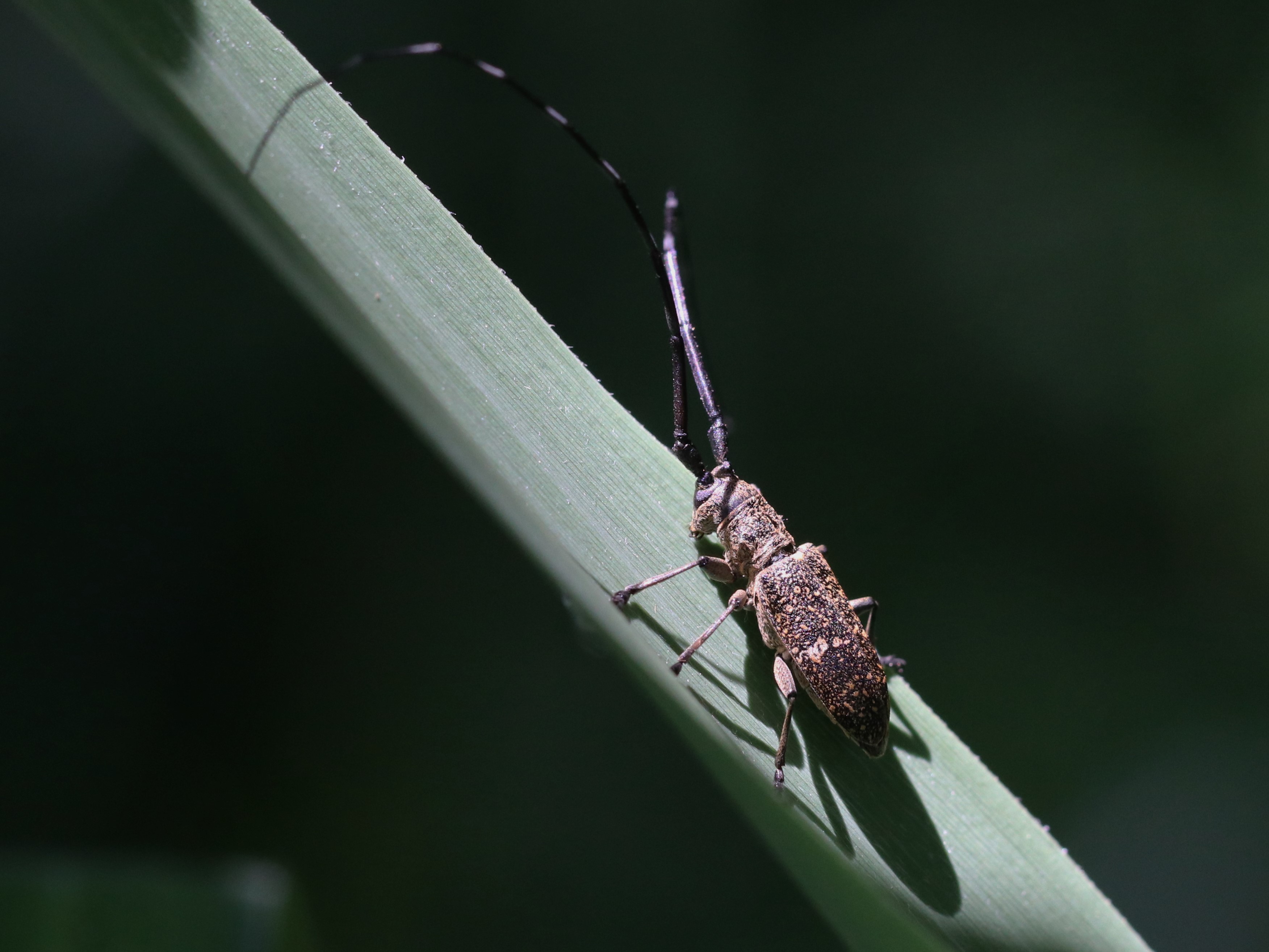 草につくヒメヒゲナガカミキリ